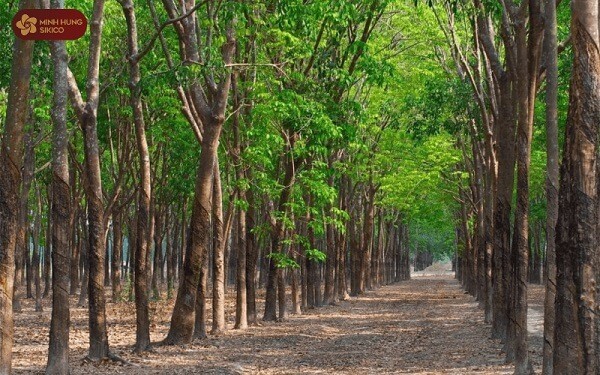 Rừng cao su – thế mạnh tài nguyên thiên nhiên của tỉnh Bình Phước